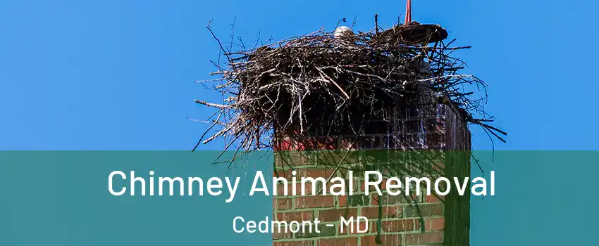 Chimney Animal Removal Cedmont - MD