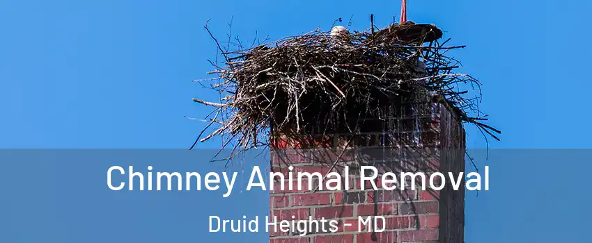 Chimney Animal Removal Druid Heights - MD