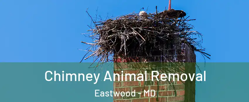 Chimney Animal Removal Eastwood - MD