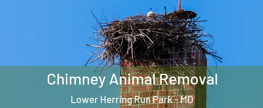 Chimney Animal Removal Lower Herring Run Park - MD